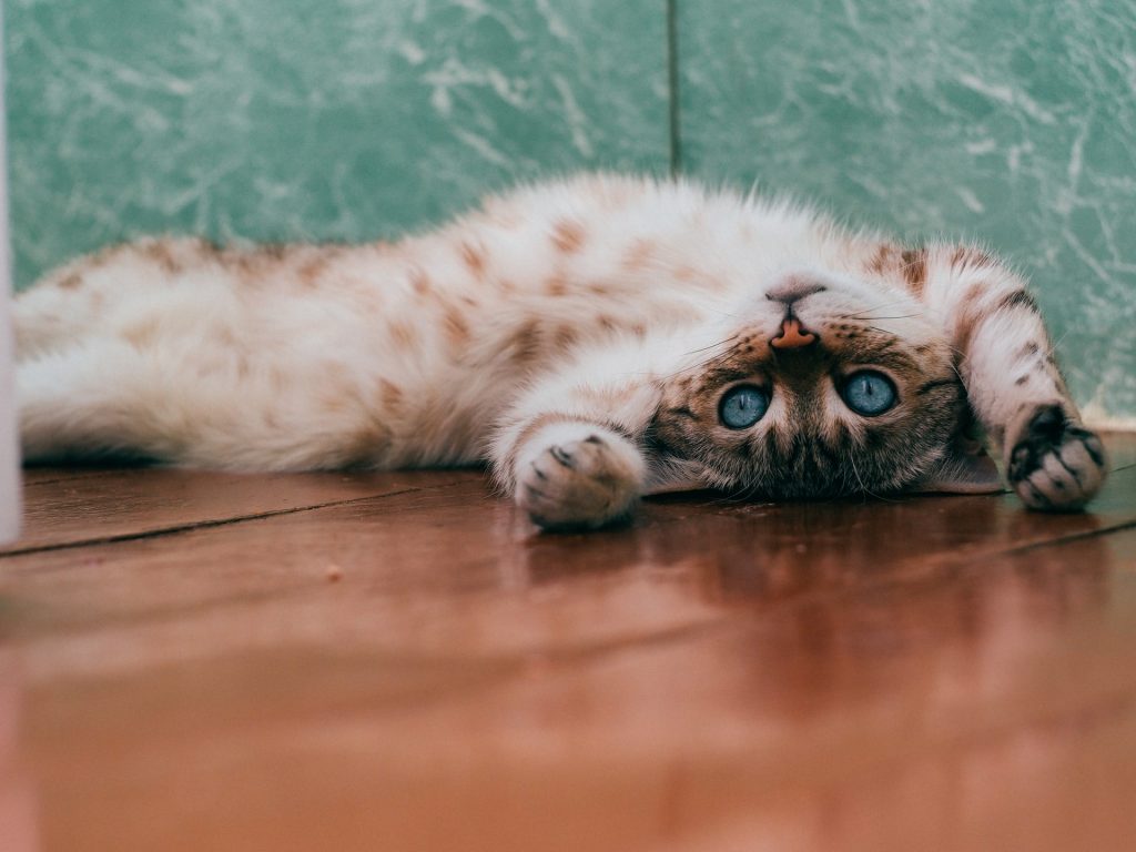 Ailurofobia – czyli paniczny strach przed kotami. Skąd się wzięła ta fobia?